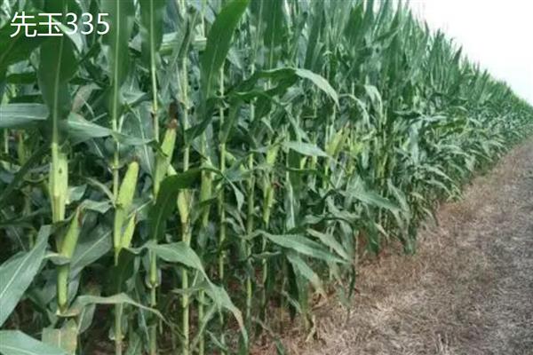适合山东种植的高产玉米品种，有金海5号、先玉335等