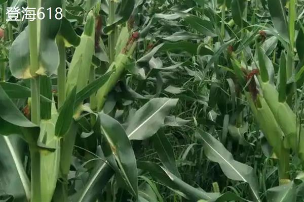适合山东种植的高产玉米品种，有金海5号、先玉335等