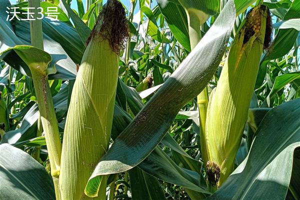 适合山东种植的高产玉米品种，有金海5号、先玉335等