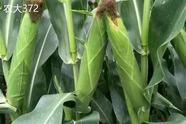 适合山东种植的高产玉米品种，有金海5号、先玉335等