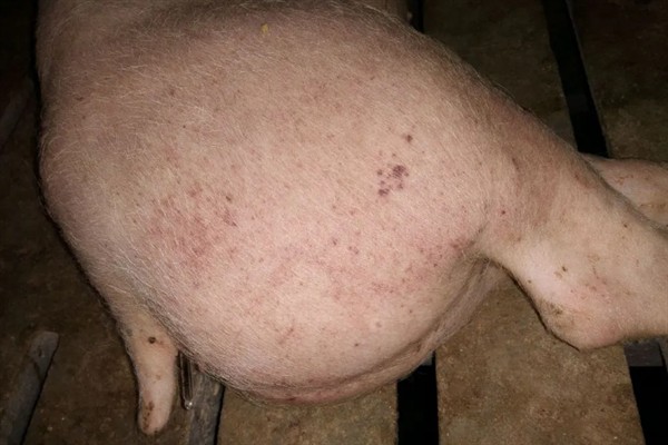 母猪身上出现红点如何治疗，首先应该消灭蚊蝇