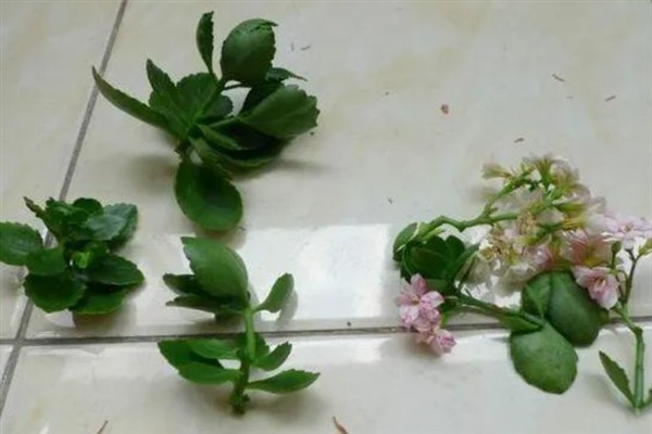 长寿花叶子如何扦插，基质要使用排水效果好的土质