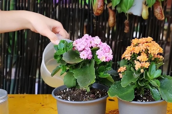 长寿花叶子如何扦插，基质要使用排水效果好的土质