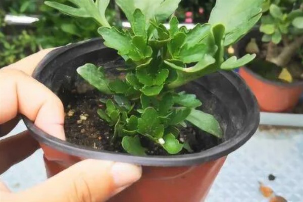长寿花叶子如何扦插，基质要使用排水效果好的土质