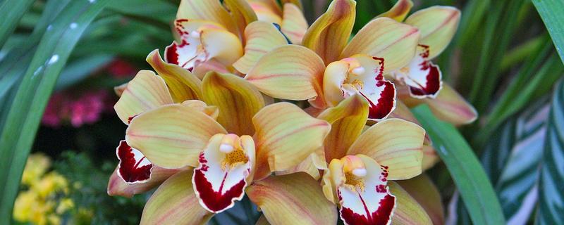 怎么养大叶蕙兰花，主要的繁殖方法为分株繁殖