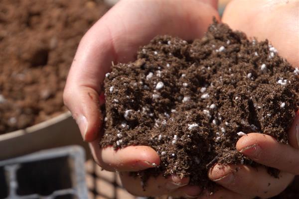 怎么养大叶蕙兰花，主要的繁殖方法为分株繁殖