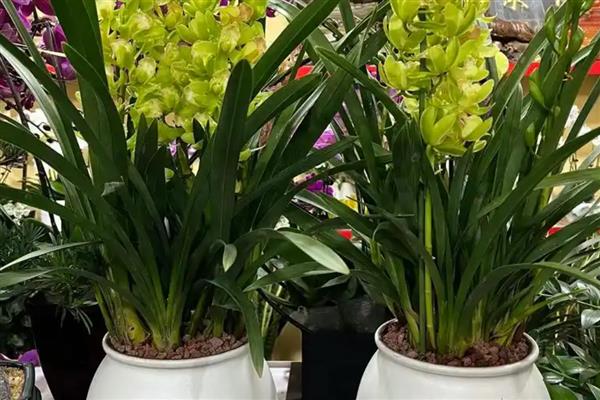 怎么养大叶蕙兰花，主要的繁殖方法为分株繁殖