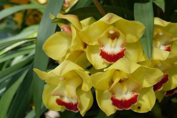 怎么养大叶蕙兰花，主要的繁殖方法为分株繁殖