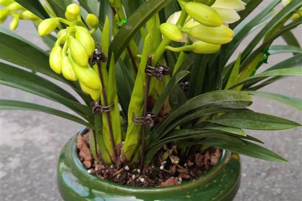 怎么养大叶蕙兰花，主要的繁殖方法为分株繁殖