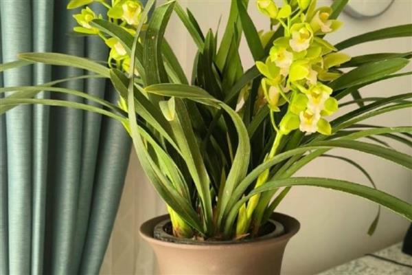 怎么养大叶蕙兰花，主要的繁殖方法为分株繁殖