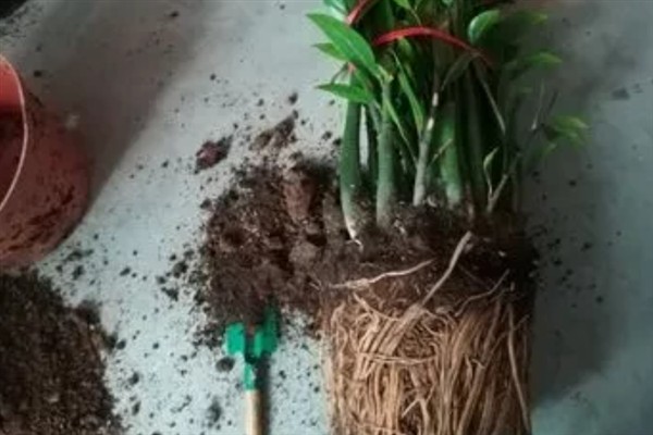 摇钱树叶片发黄掉落如何解决，视情况采取换土、增加光照、减少浇水等措施