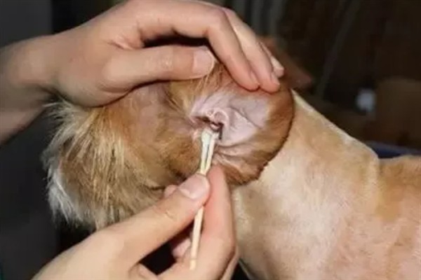 狗狗耳螨的临床症状，会引起耳道大量分泌物溢出