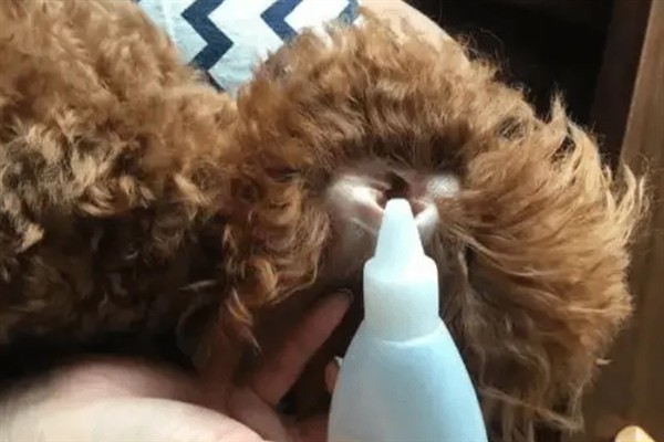 狗狗耳螨的临床症状，会引起耳道大量分泌物溢出