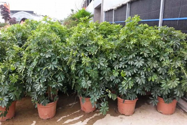 摇钱树叶片发黄掉落如何解决，视情况采取换土、增加光照、减少浇水等措施