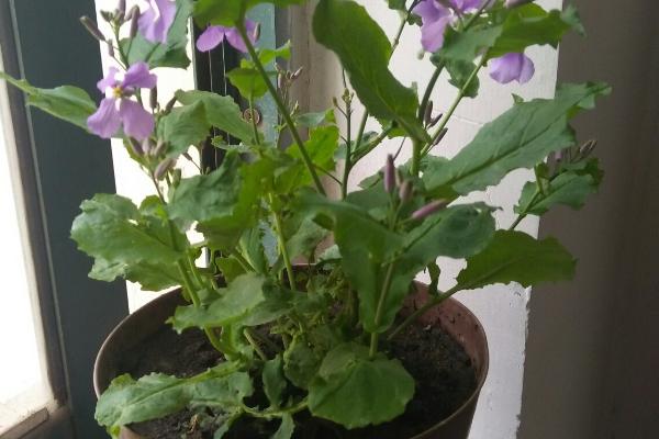 二月兰有什么特点，是1-2年生草本植物