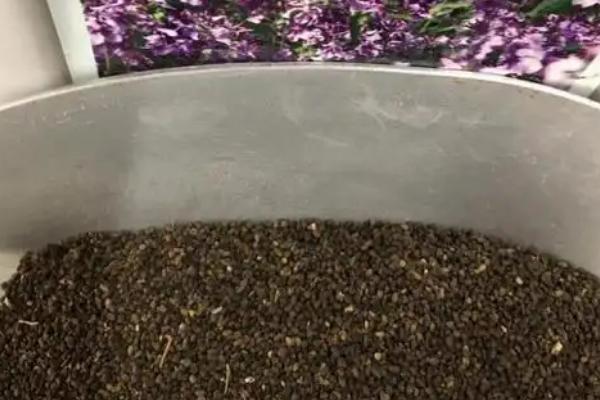 二月兰有什么特点，是1-2年生草本植物