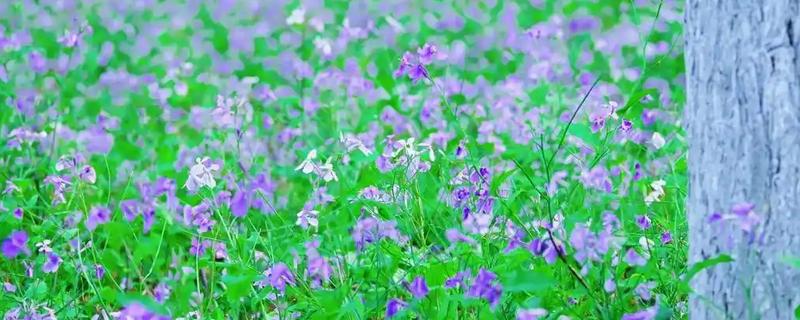 二月兰有什么特点，是1-2年生草本植物