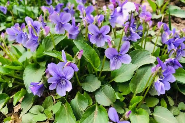二月兰有什么特点，是1-2年生草本植物