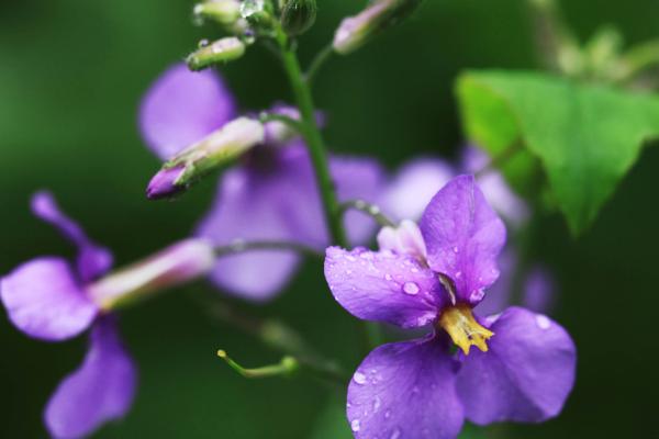 二月兰有什么特点，是1-2年生草本植物
