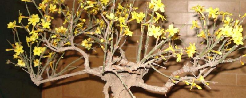 怎么修剪盆栽迎春花，花朵凋谢后要剪除残花