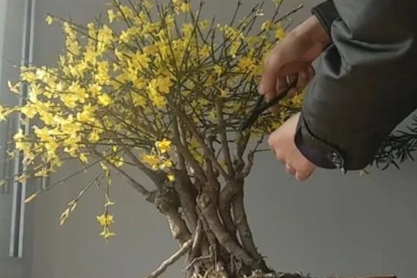 怎么修剪盆栽迎春花，花朵凋谢后要剪除残花