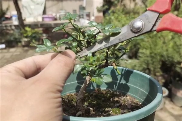 怎么修剪盆栽迎春花，花朵凋谢后要剪除残花
