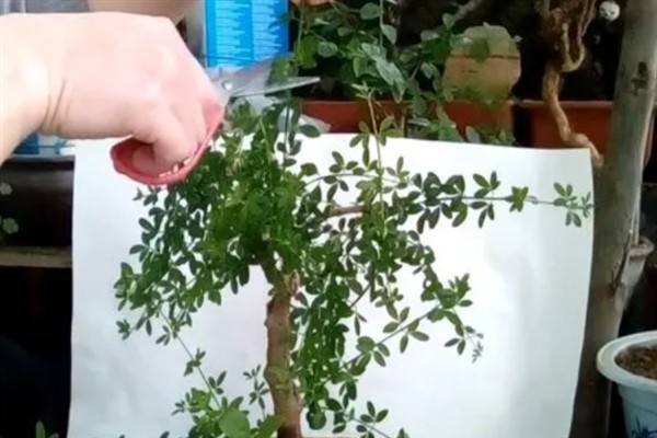 怎么修剪盆栽迎春花，花朵凋谢后要剪除残花