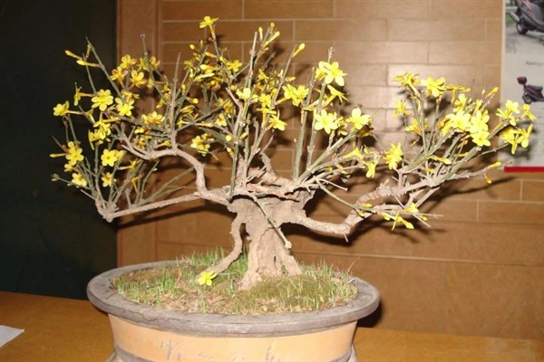 怎么修剪盆栽迎春花，花朵凋谢后要剪除残花