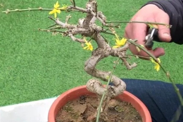 怎么修剪盆栽迎春花，花朵凋谢后要剪除残花