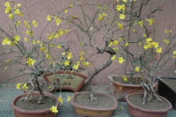 怎么修剪盆栽迎春花，花朵凋谢后要剪除残花