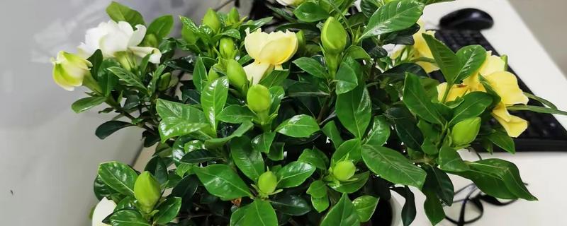 栀子花的浇水间隔，春秋季节每隔2-3天浇一次
