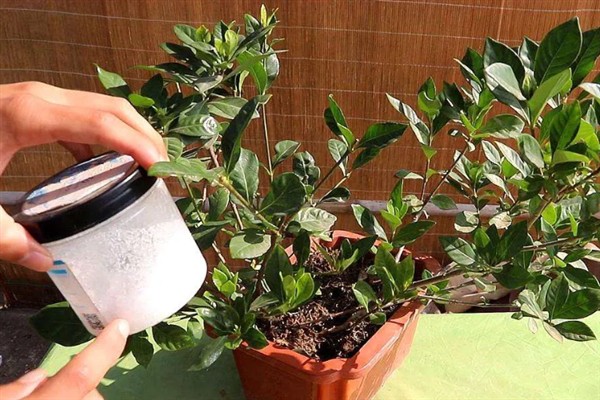 栀子花的浇水间隔，春秋季节每隔2-3天浇一次
