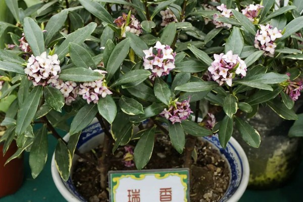 瑞香花用什么肥料，喜欢腐熟的饼肥