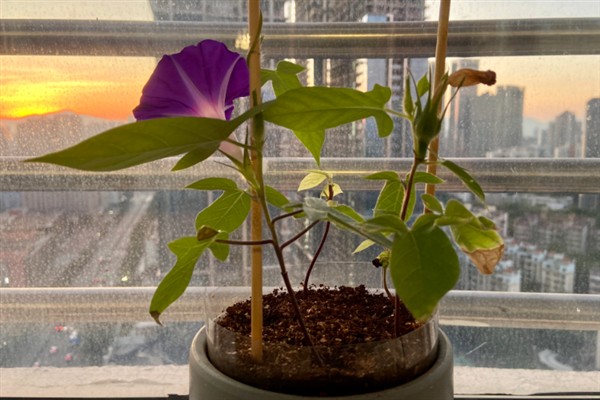 牵牛花的养殖方法，光照越强花朵长得越旺盛