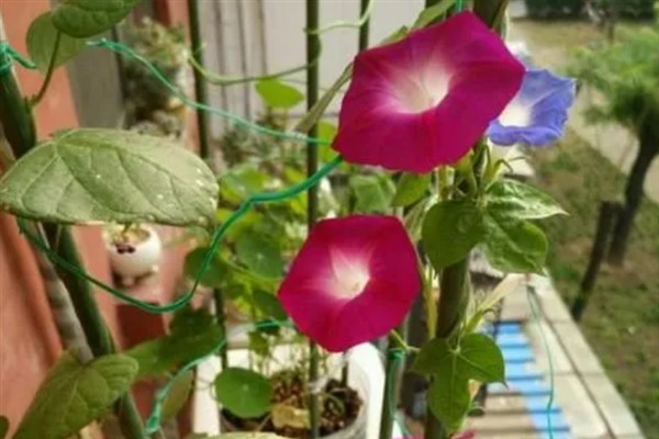 牵牛花的养殖方法，光照越强花朵长得越旺盛