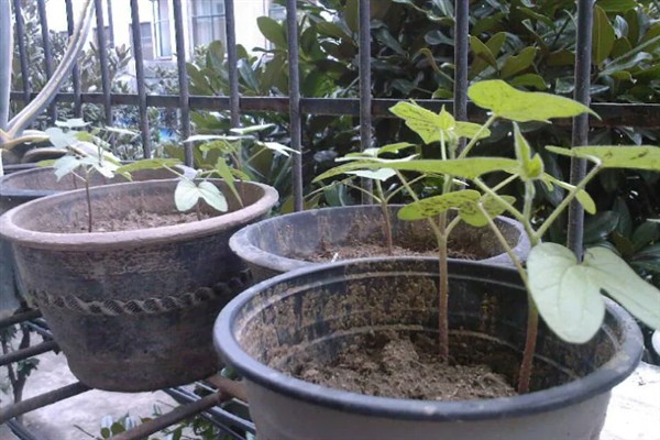 牵牛花的养殖方法，光照越强花朵长得越旺盛