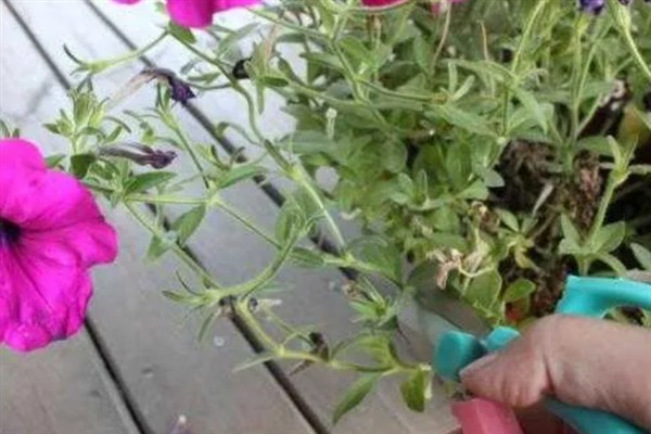 牵牛花的养殖方法，光照越强花朵长得越旺盛