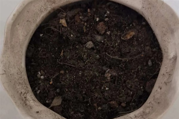 牵牛花的养殖方法，光照越强花朵长得越旺盛