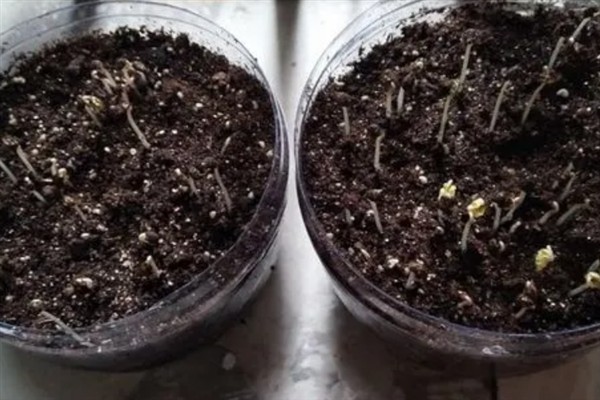 牵牛花的养殖方法，光照越强花朵长得越旺盛
