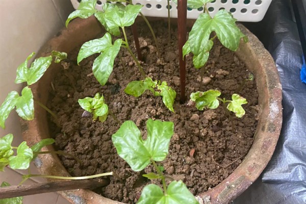 牵牛花的养殖方法，光照越强花朵长得越旺盛