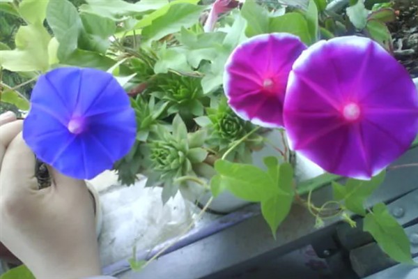 牵牛花的养殖方法，光照越强花朵长得越旺盛