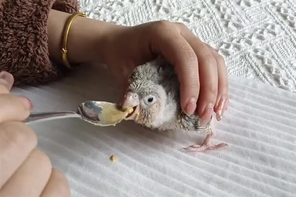 鹦鹉雏鸟的饲喂间隔，2-4周龄每隔4-6小时喂一次