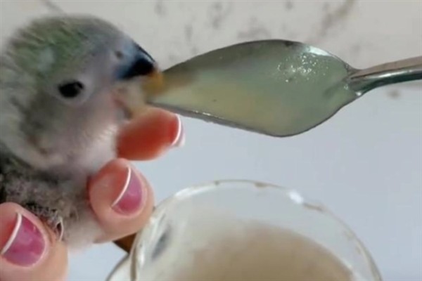 鹦鹉雏鸟的饲喂间隔，2-4周龄每隔4-6小时喂一次