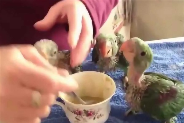 鹦鹉雏鸟的饲喂间隔，2-4周龄每隔4-6小时喂一次
