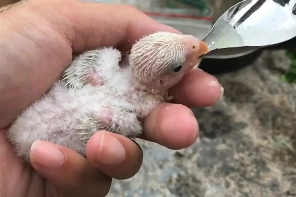 鹦鹉雏鸟的饲喂间隔，2-4周龄每隔4-6小时喂一次