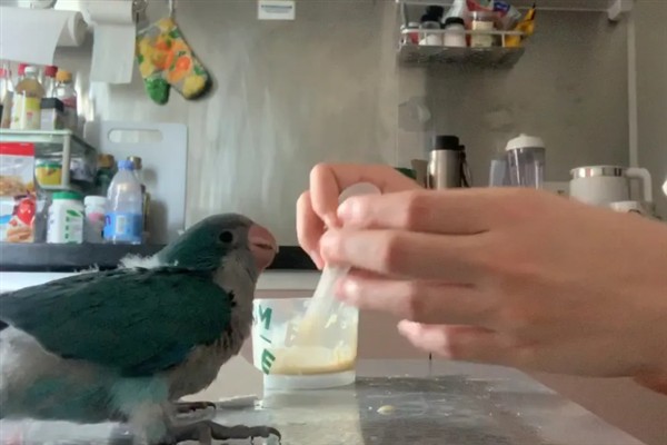鹦鹉雏鸟的饲喂间隔，2-4周龄每隔4-6小时喂一次