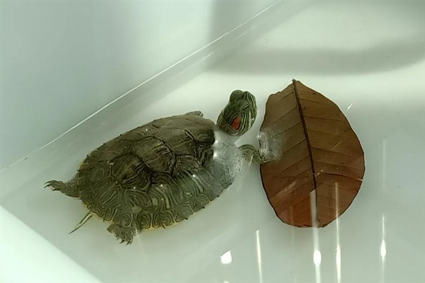巴西龟要晒太阳吗，巴西龟需要晒太阳
