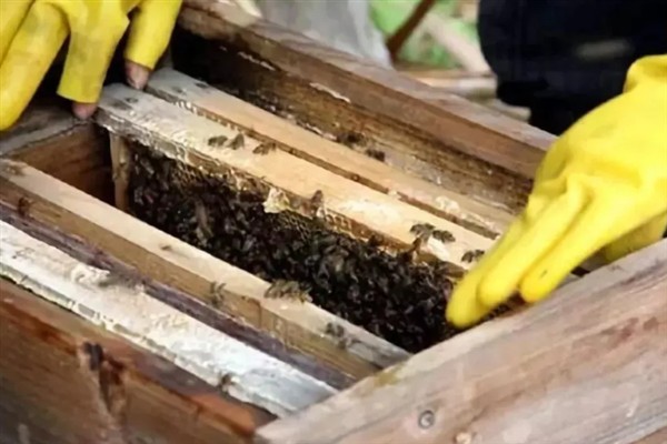 两脾蜂一月可以发展几脾，根据蜜蜂品种和养蜂技术决定