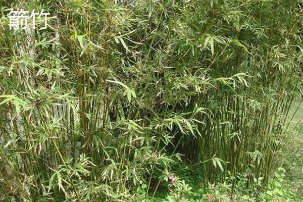 竹子怎样做防腐处理，需放在石灰水中浸泡1-2天