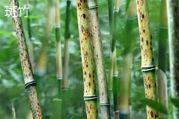 竹子怎样做防腐处理，需放在石灰水中浸泡1-2天